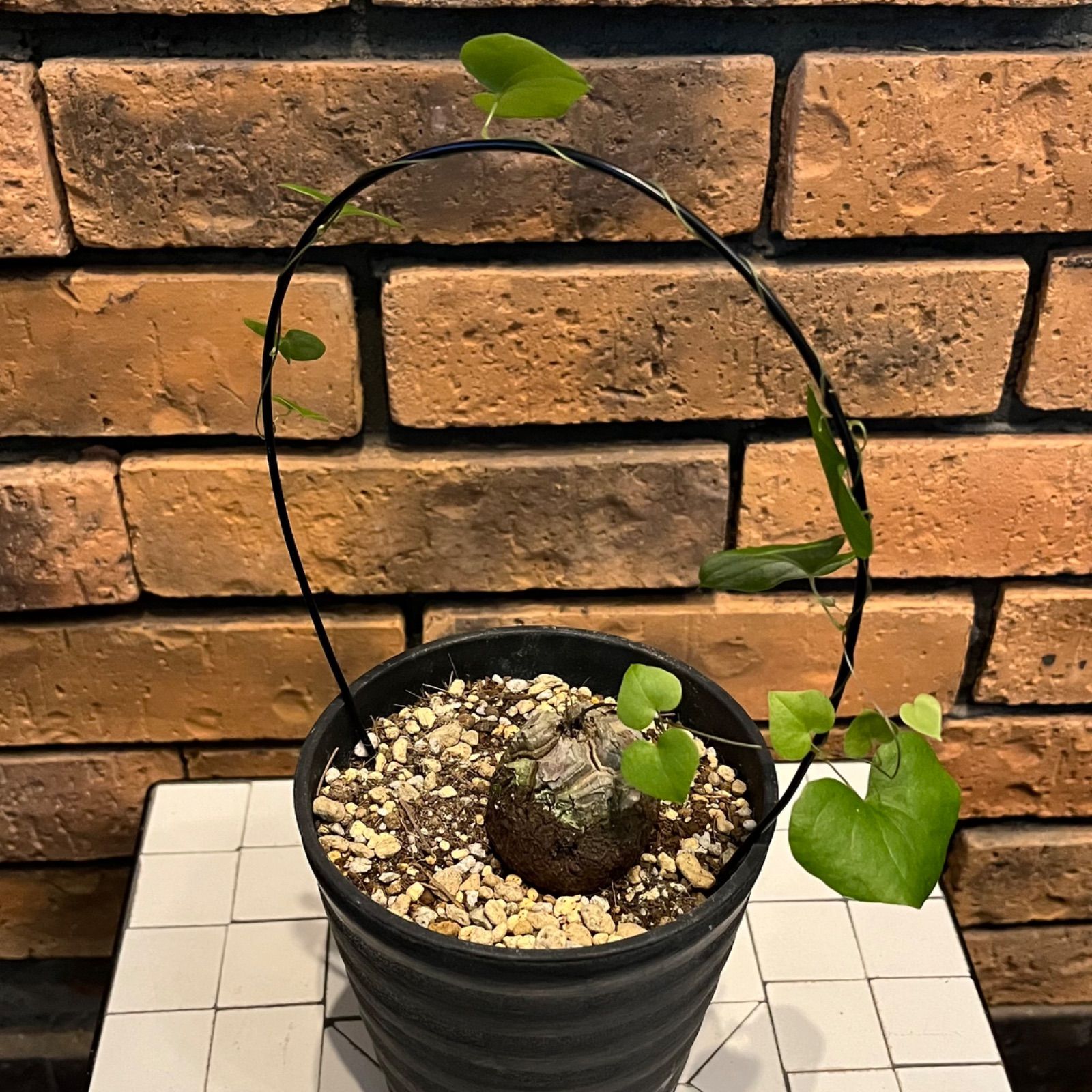 アフリカ亀甲竜・7号鉢 アフリカ亀甲竜 4.5号鉢 (B) - メルカリ