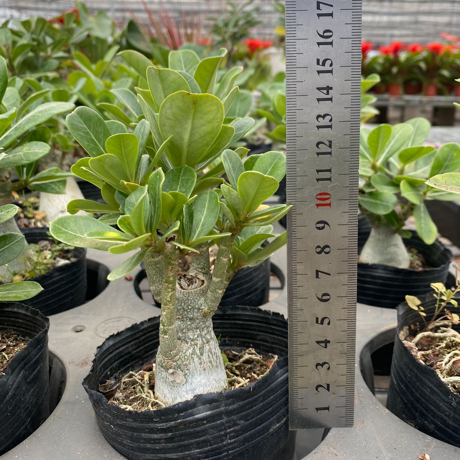 6089 「多肉植物」ペラルゴニウム ラパセウム 抜き苗【最新到着・希少