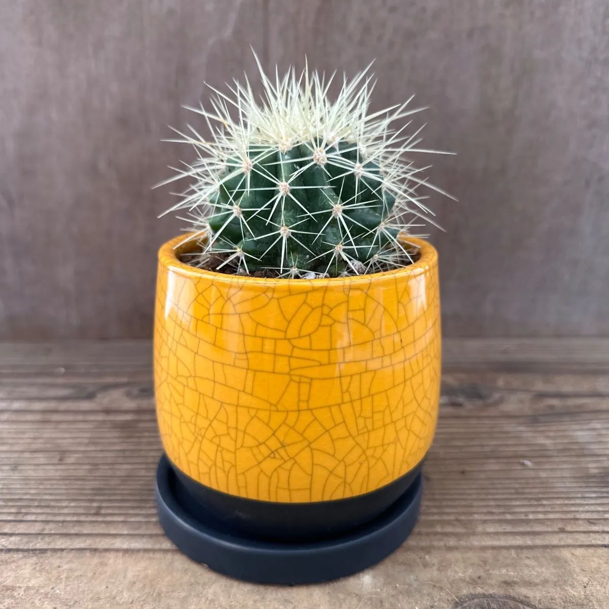 エキノカクタス 金鯱 鉢付黄色 現品 Echinocactus grusonii グルソニー