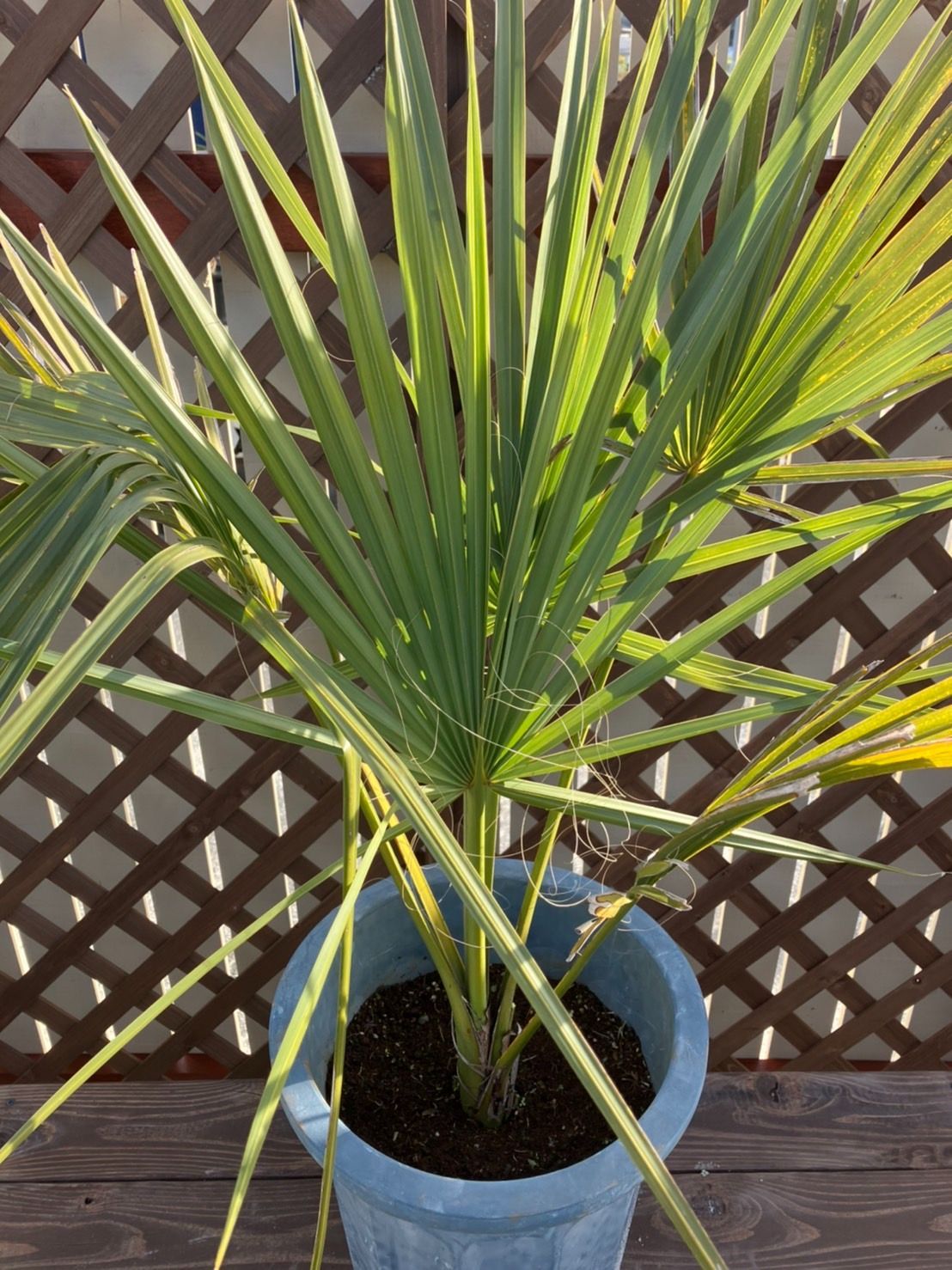 サバルウレサナ(ソノラパルメット)希少ヤシ 【公式通販】