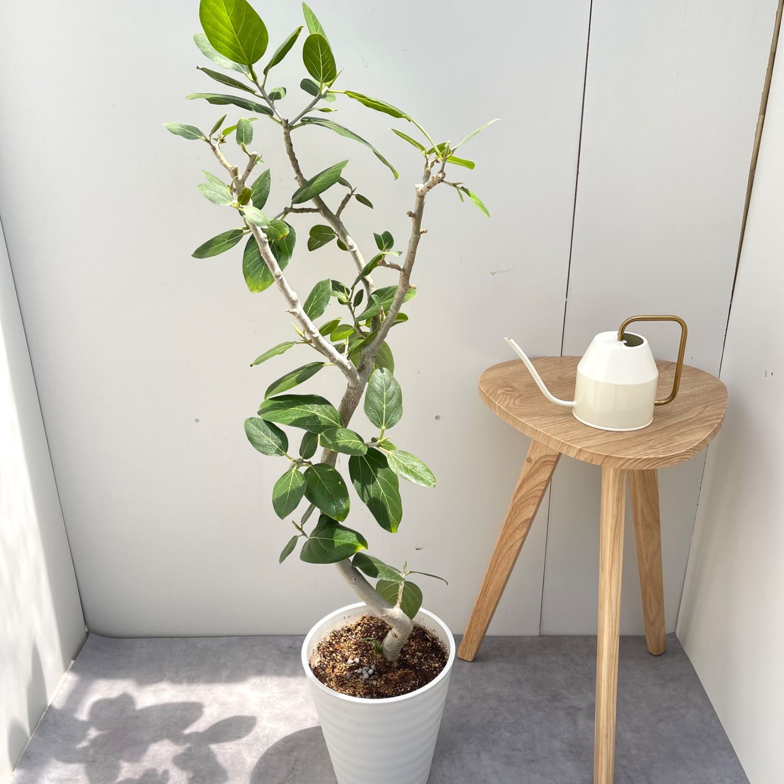 フィカス ベンガレンシス 曲がり 1 現品 観葉植物 大型 室内