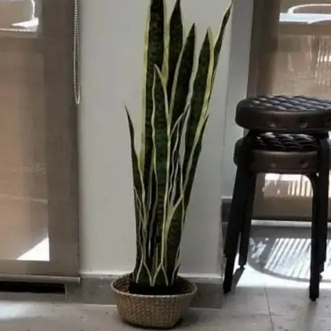 人工植物