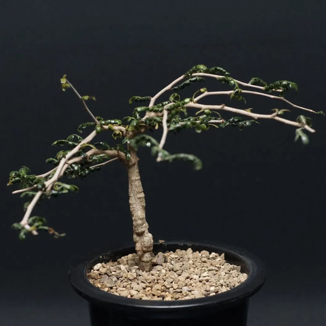 オペルクリカリア パキプス