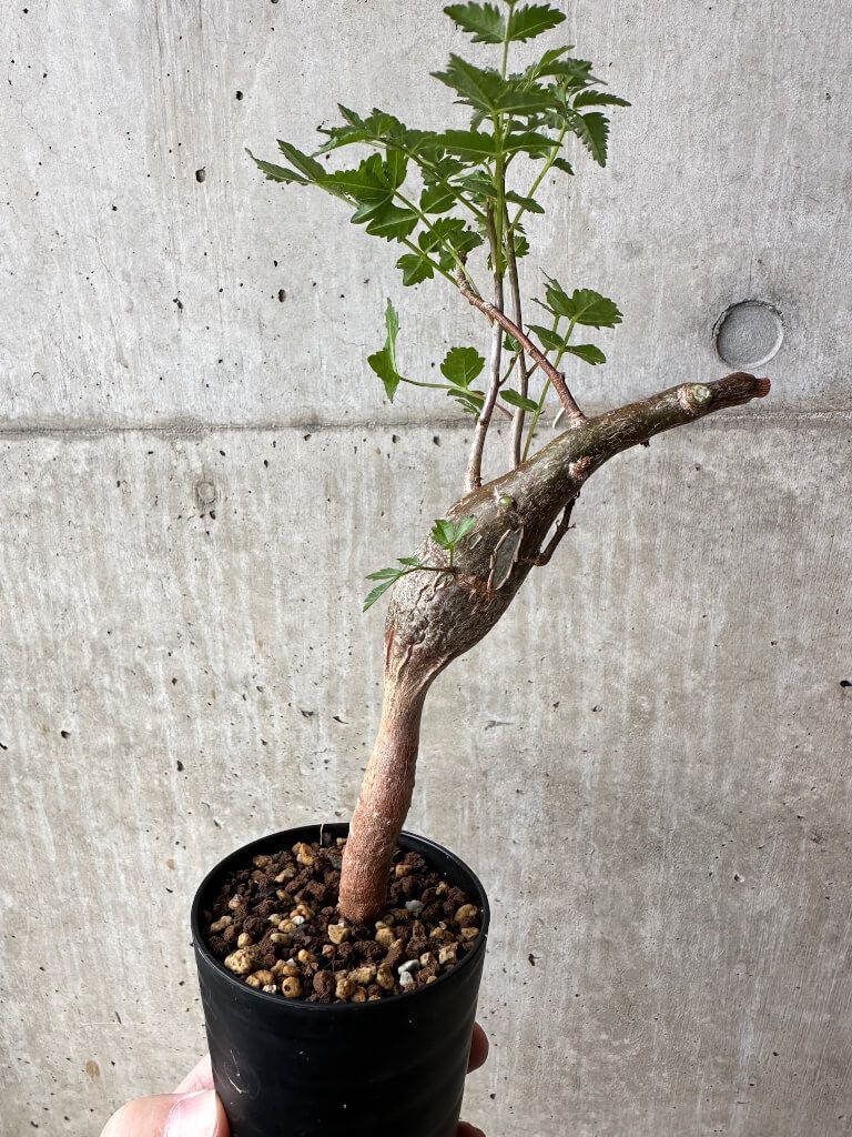 観葉植物 ブルセラ・ファガロイデス