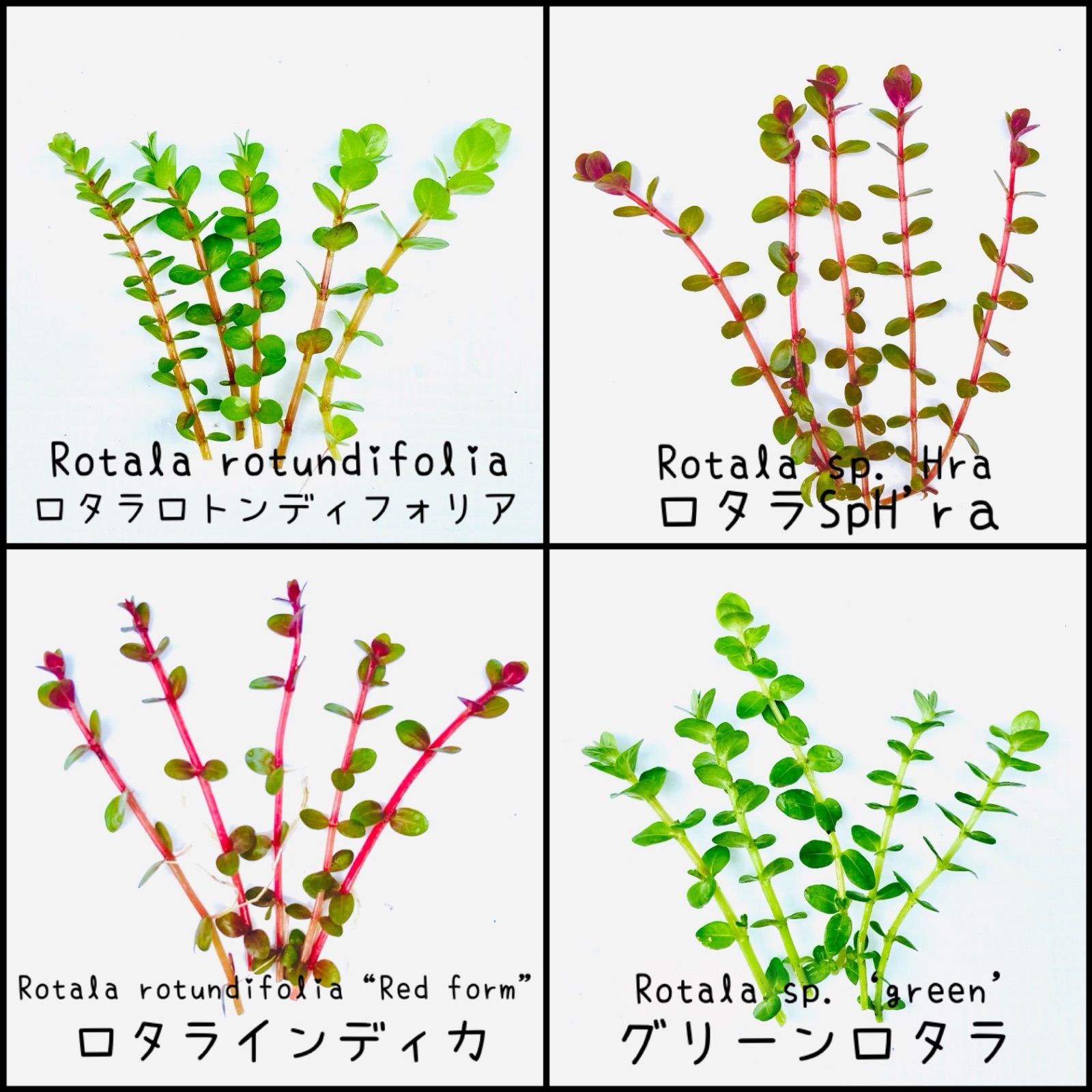 水草 セット （浮草無し） 品種おまかせ 水上葉 5品種セット