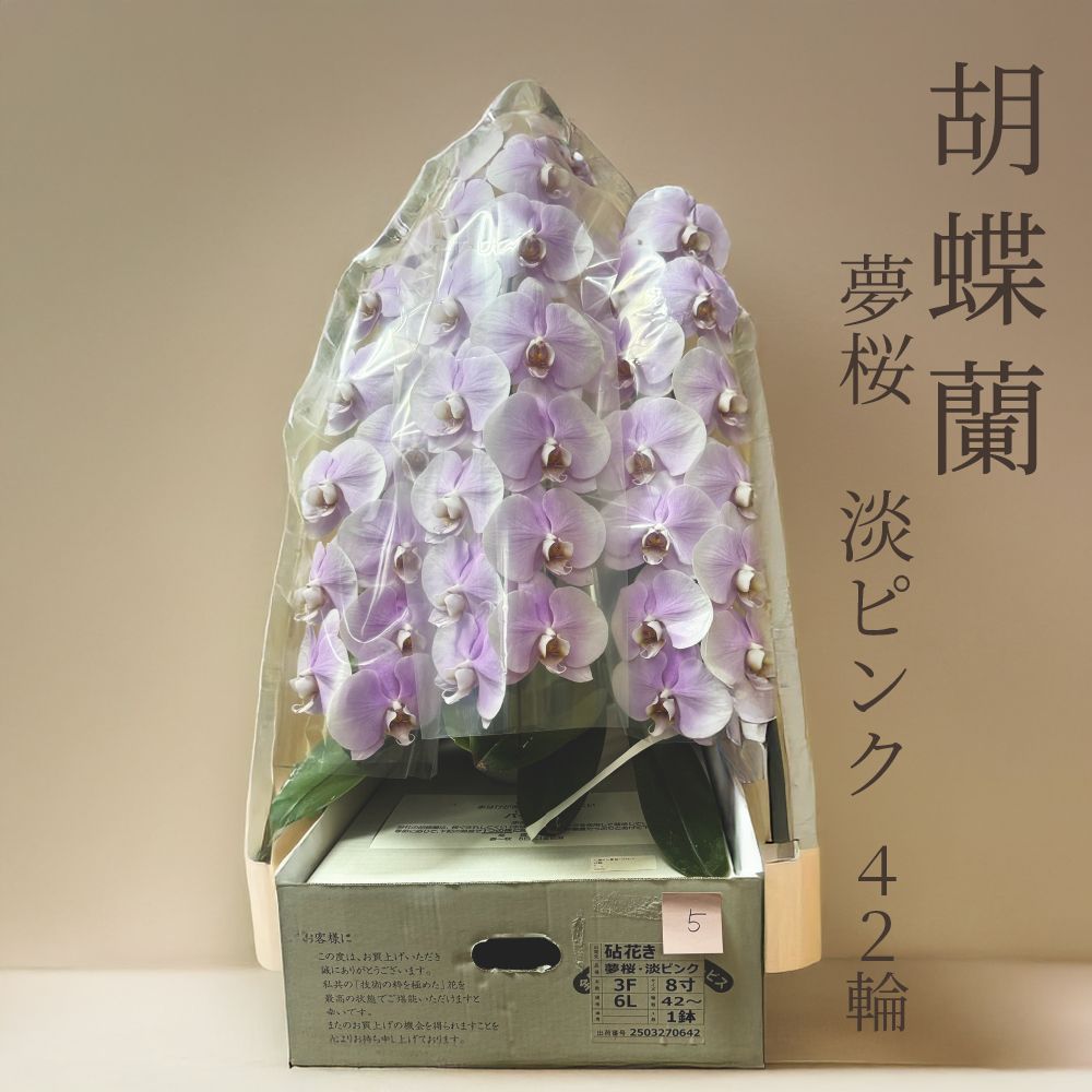 B品 胡蝶蘭 夢桜 淡いピンク 42輪 定価26 000