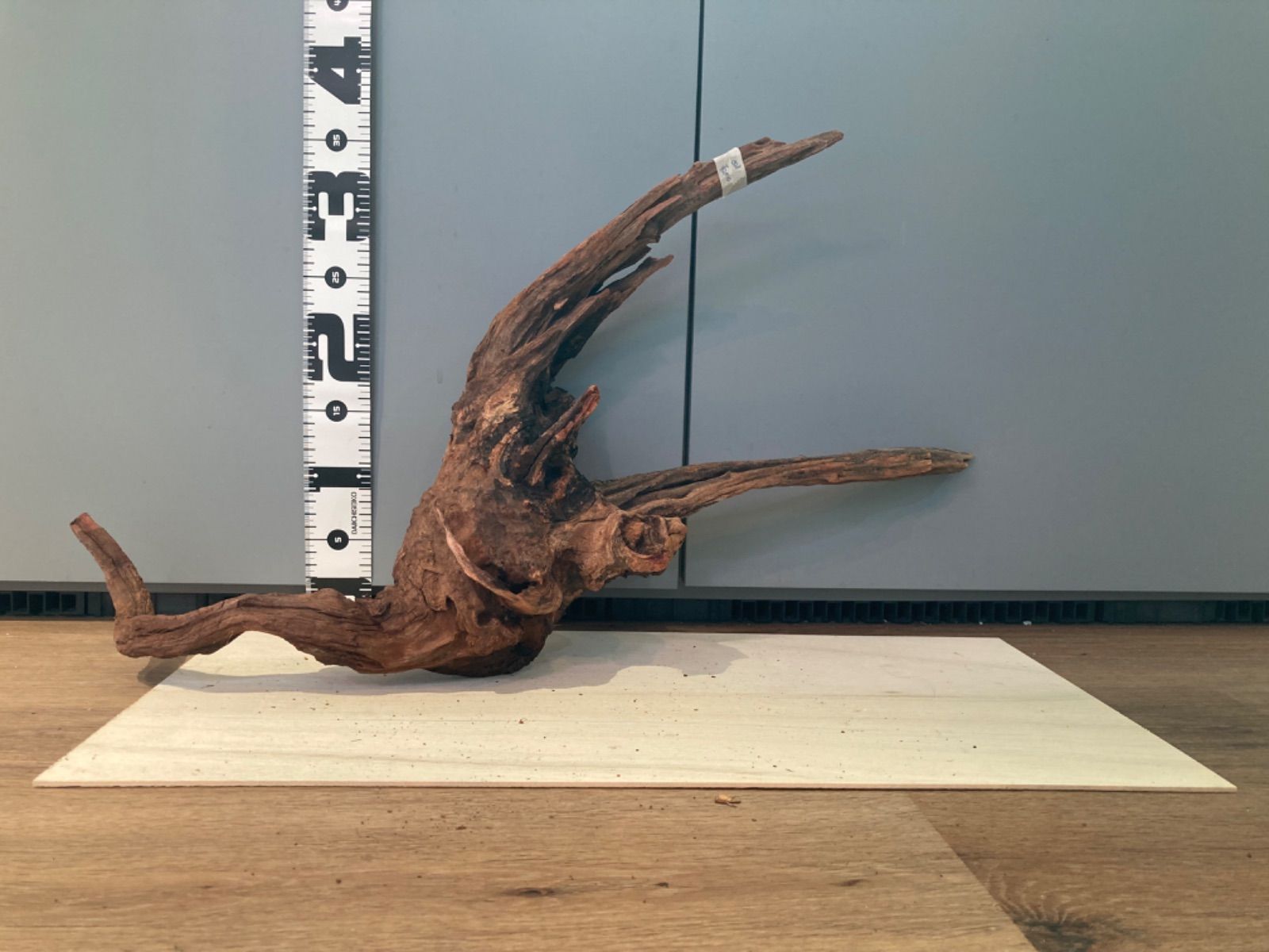 最新 ホーンウッド系流木【セレクト】808