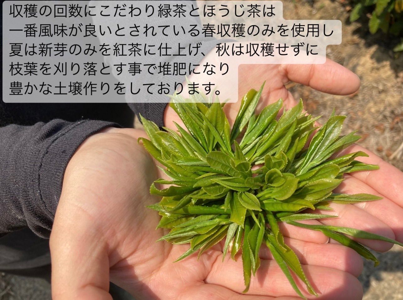 ＊無農薬お茶＊  福袋×2 化学肥料不使用　宇治茶100% 2023年産 無農薬お茶＊ 福袋 化学肥料不使用 宇治茶100% 2023年産 - 茶
