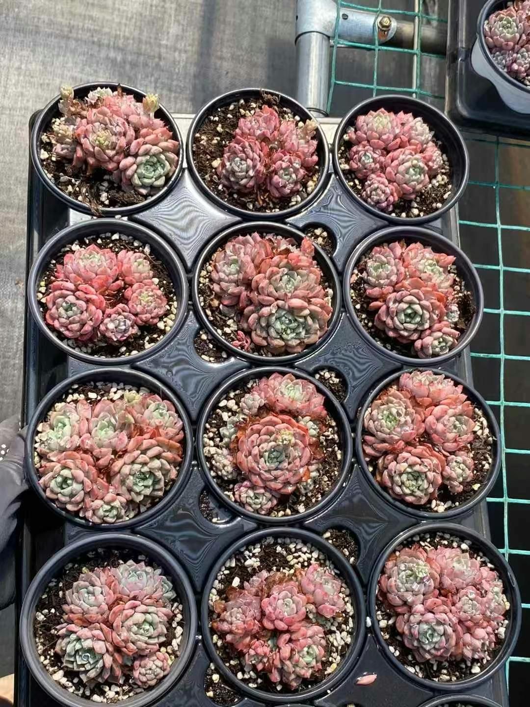 MY5 18株の抜き苗 キュートバブル群生 多肉植物 アエオニウム エケベリア 韓国苗 好評中