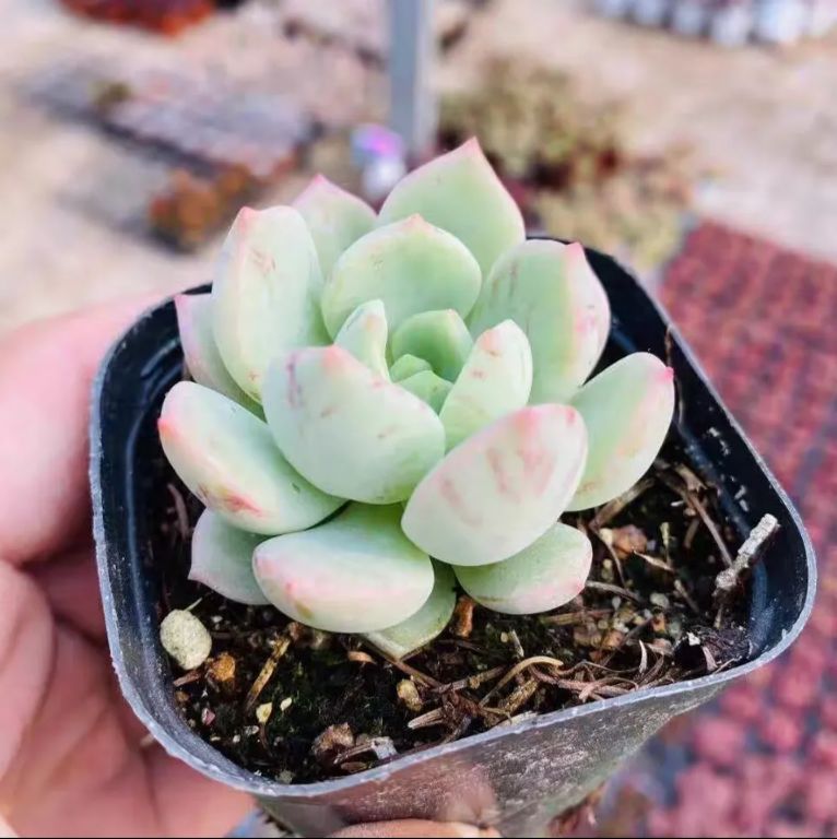 3株の抜き苗セット】グリムピンク 多肉植物 佐川急便発送