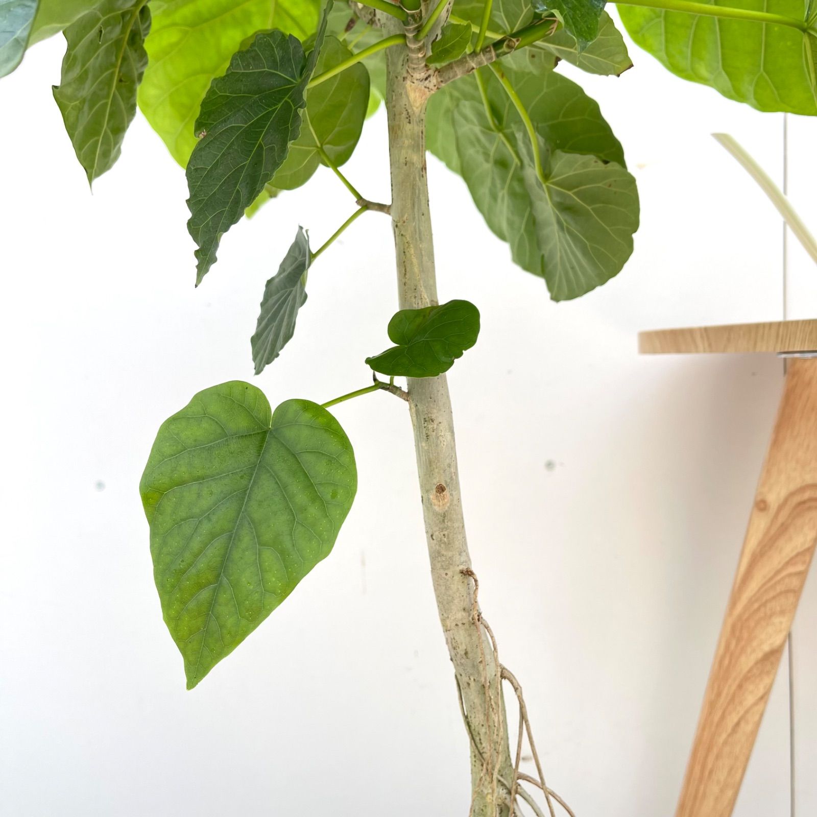 フィカス ウンベラータ 曲がり 2 観葉植物 フィカス ウンベラータ曲がり（8号鉢）｜HanaPrime（ハナ