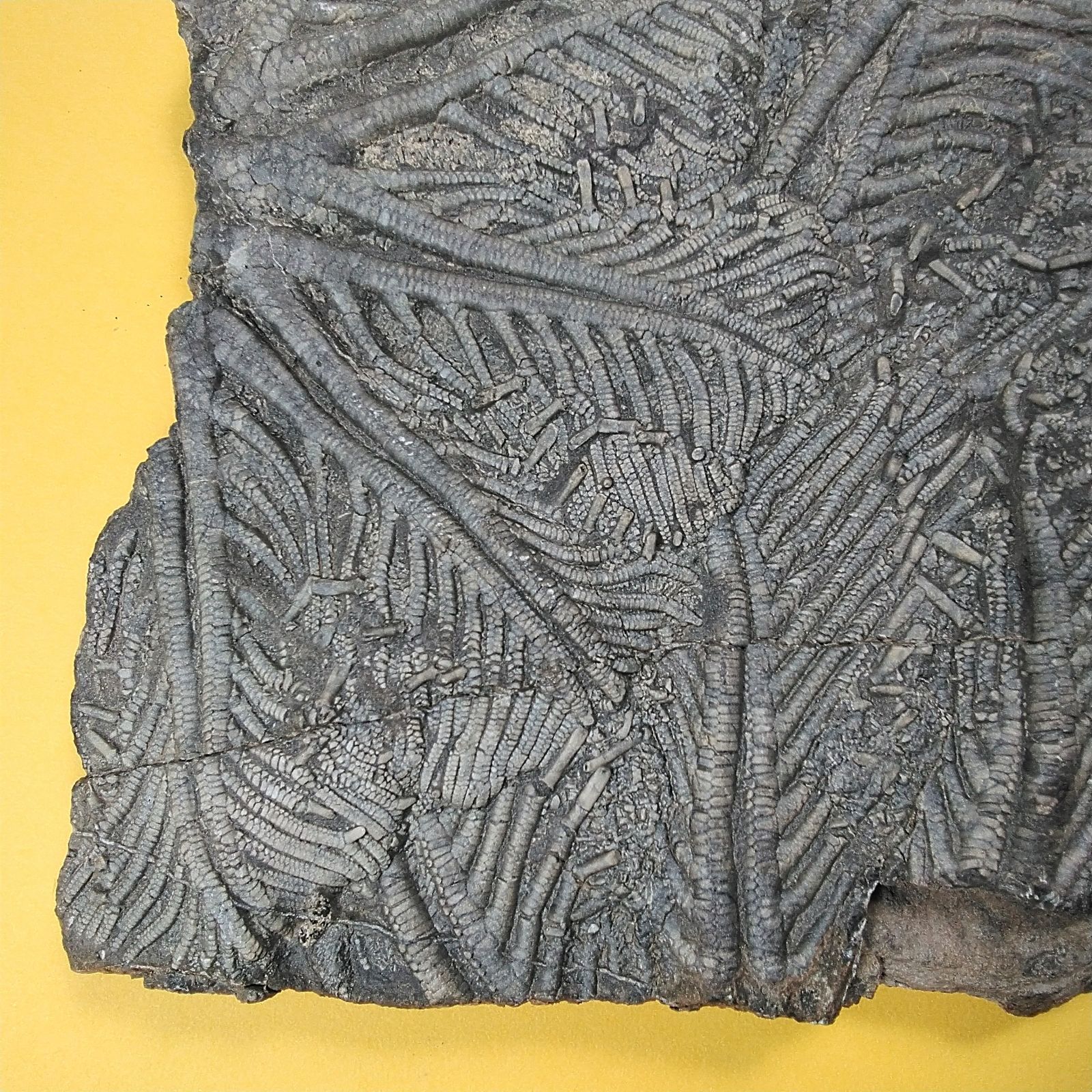 ウミユリ 化石　モロッコ産 モロッコ産ウミユリ化石】 ウミユリの化石【Ascocystites sp