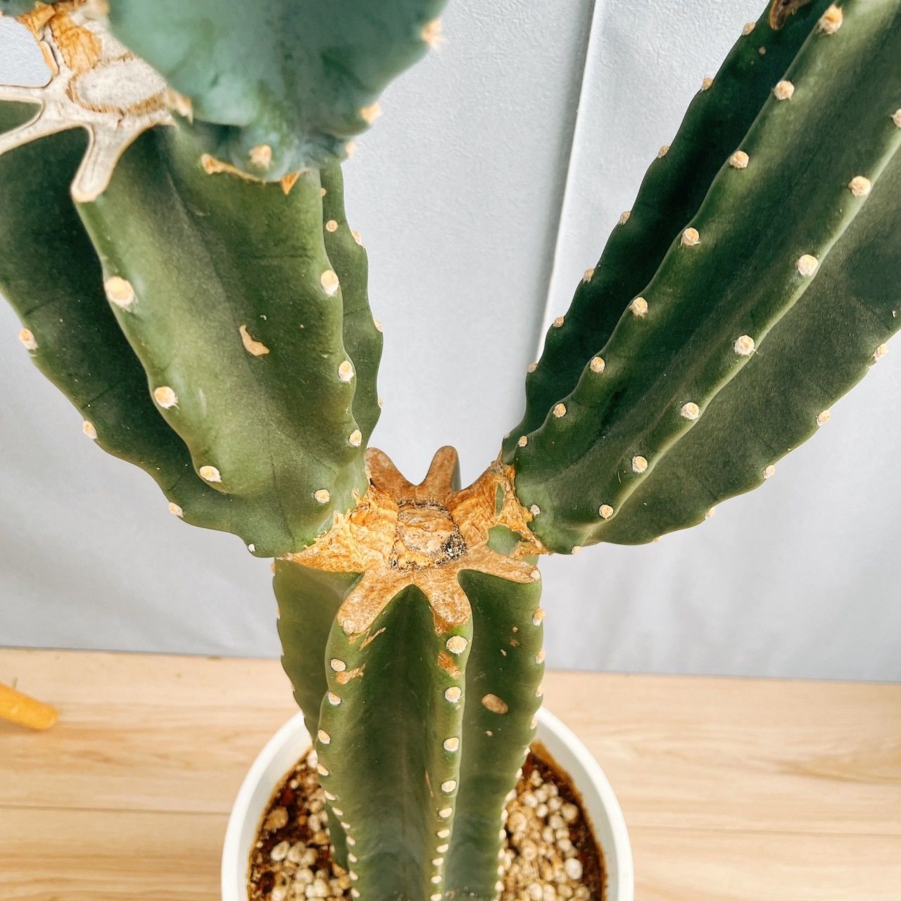 ［現品］8番　柱サボテン　鬼面角 3本立て　8号　観葉植物　多肉植物 現品］G 柱サボテン 鬼面角 3本立て 8号 観葉植物 大型 棘無し