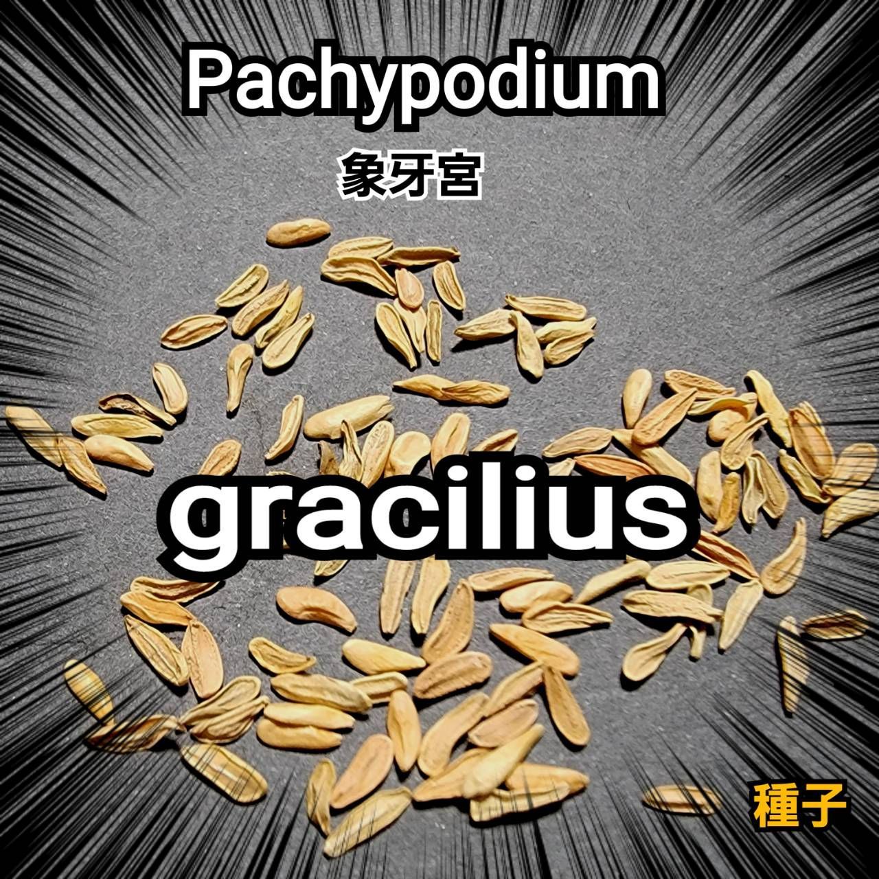 象牙宮/パキポディウム グラキリス pachypodium 種子 100粒