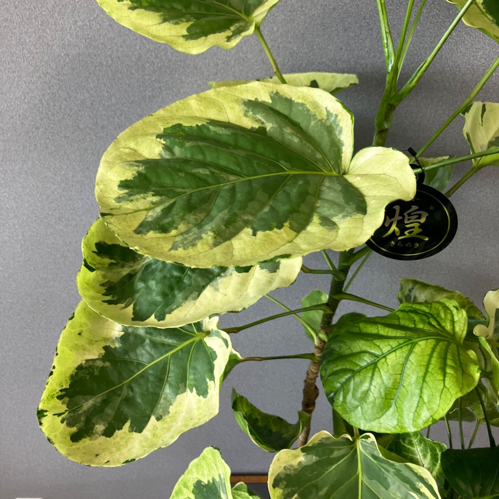 超希少❗️ポリシャス フリスビー スーパームーン✨