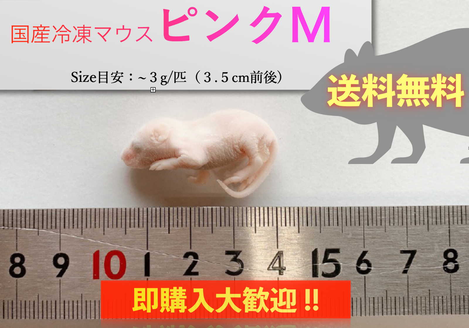 追加可能！ 冷凍ピンクマウスM（約3cm）100匹 爬虫類 大型魚 冷凍餌