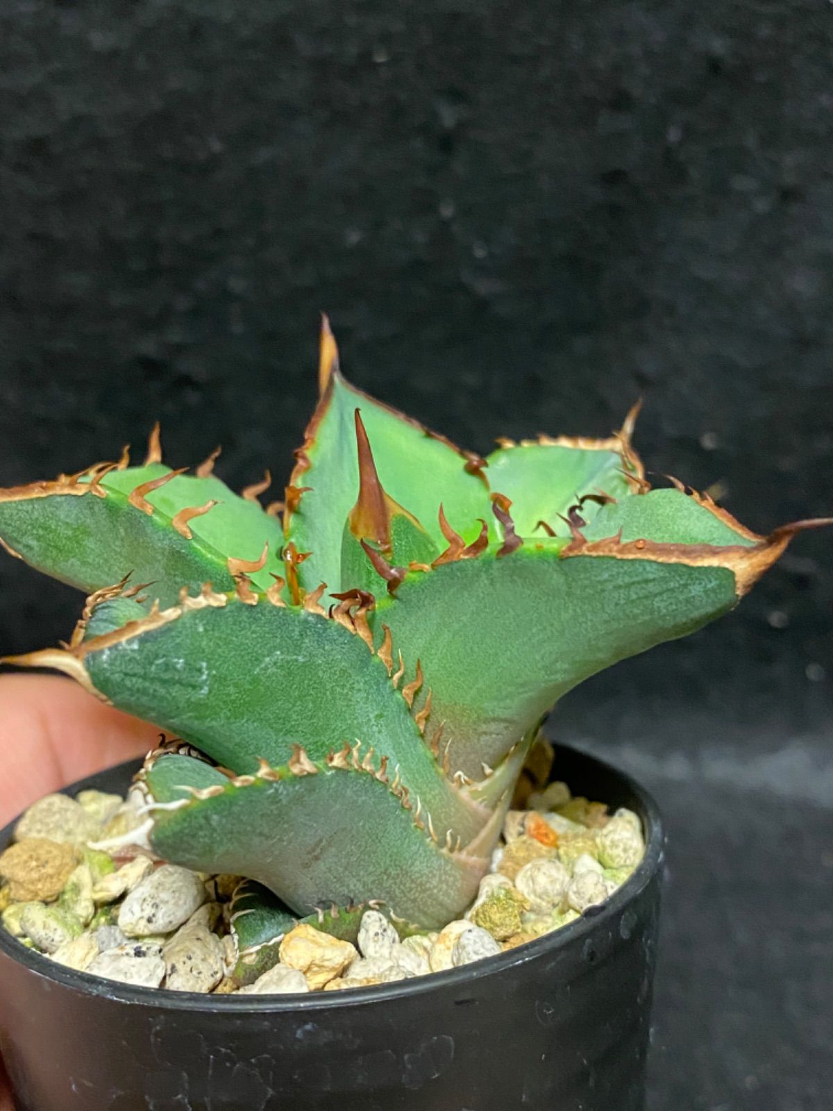 8頭 チタノタ ブルー 実生 ／ オテロイ アガベ オアハカ 【公式通販】