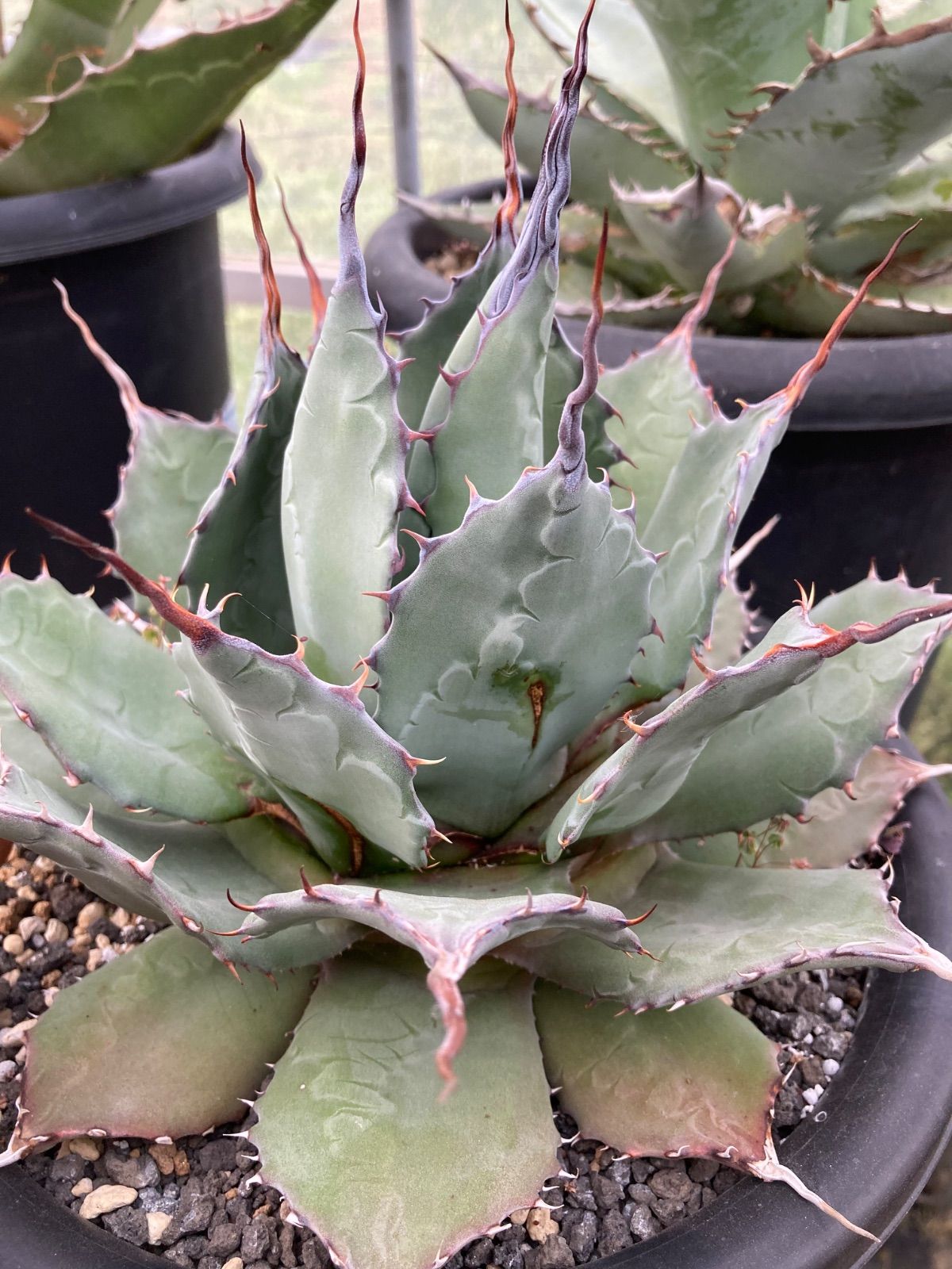 アガベ トランカータ×アプラナータ 陽炎 アガベ パリー ハイブリッド I