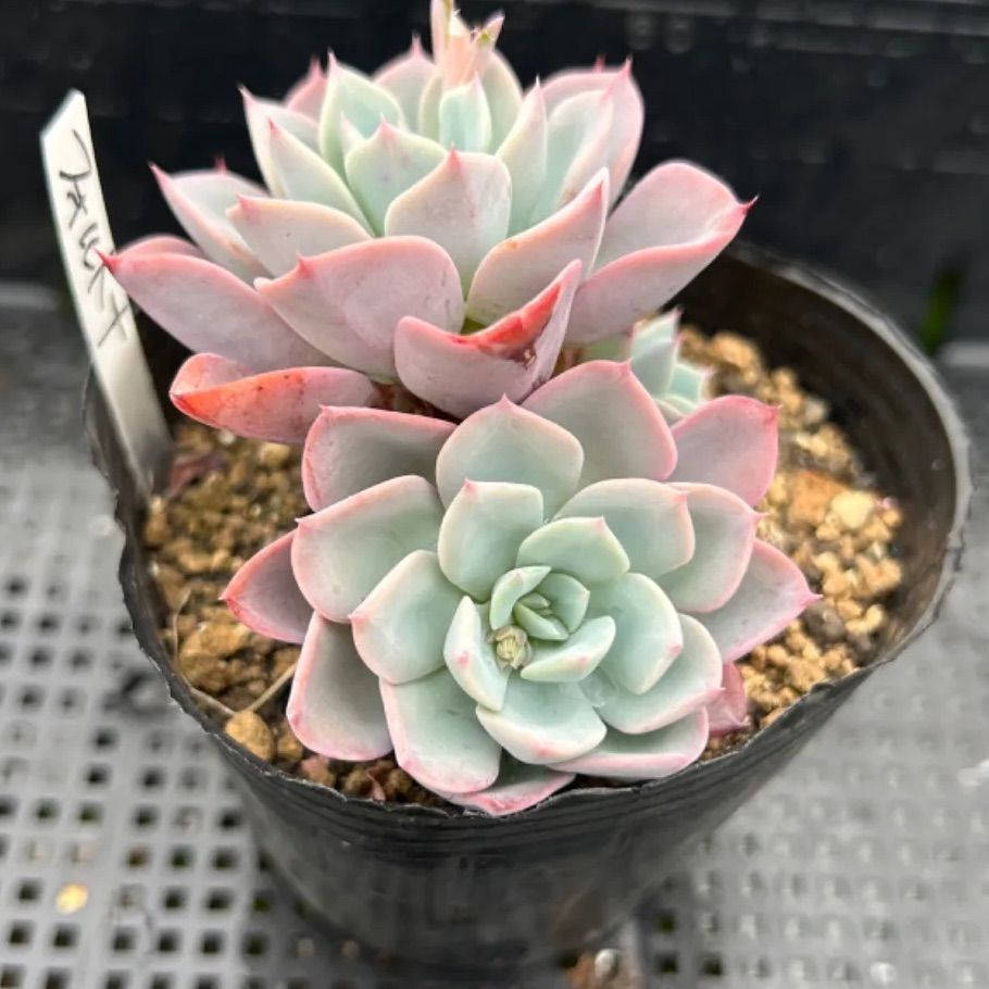 多肉植物19 バニラココ （F2）札付き ポットごとメルカリ便