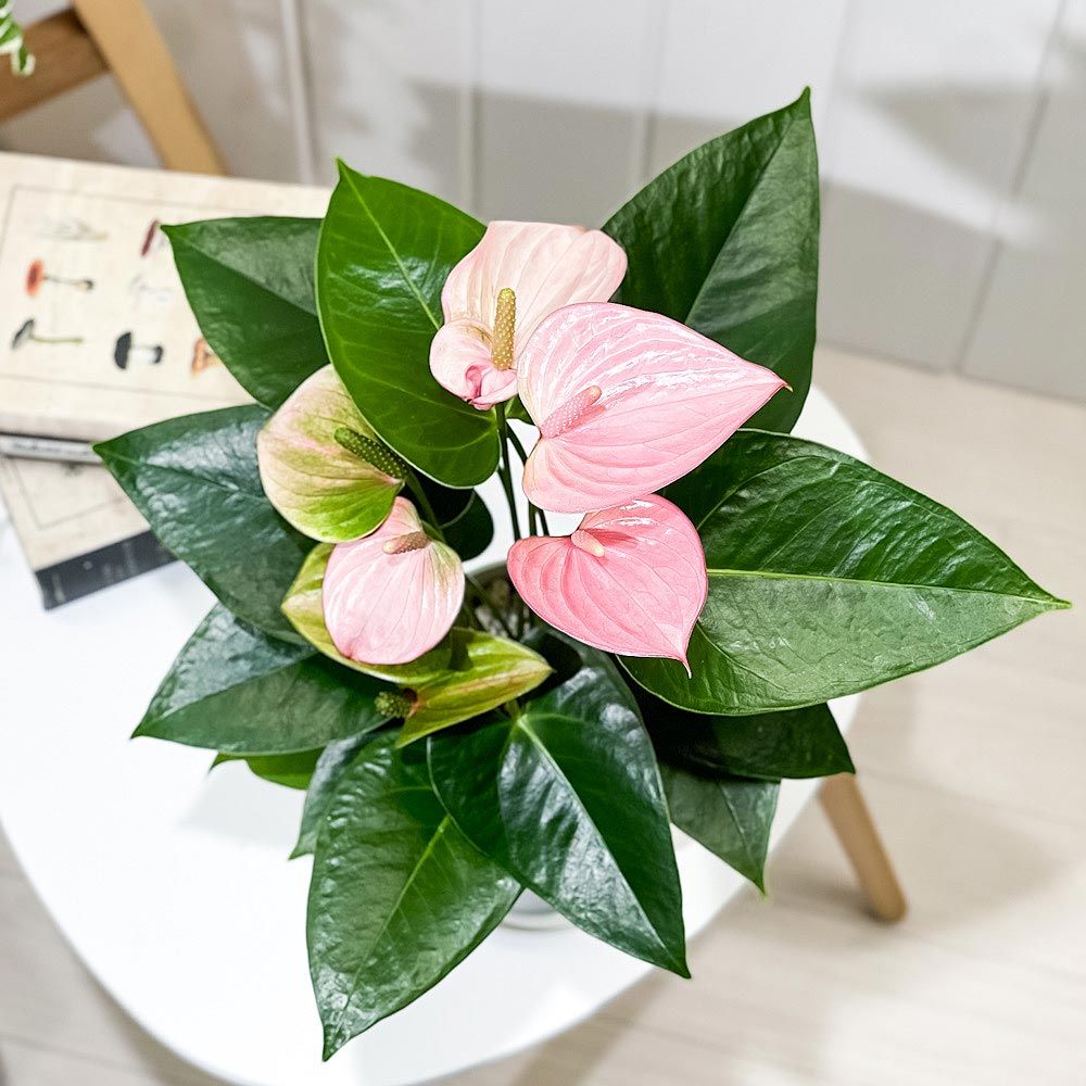 アンスリウム ミックス 鉢植え 約50cm 4鉢セット アンスリウム 4鉢セット 観葉植物 アンスリウム 4号」の人気商品一覧