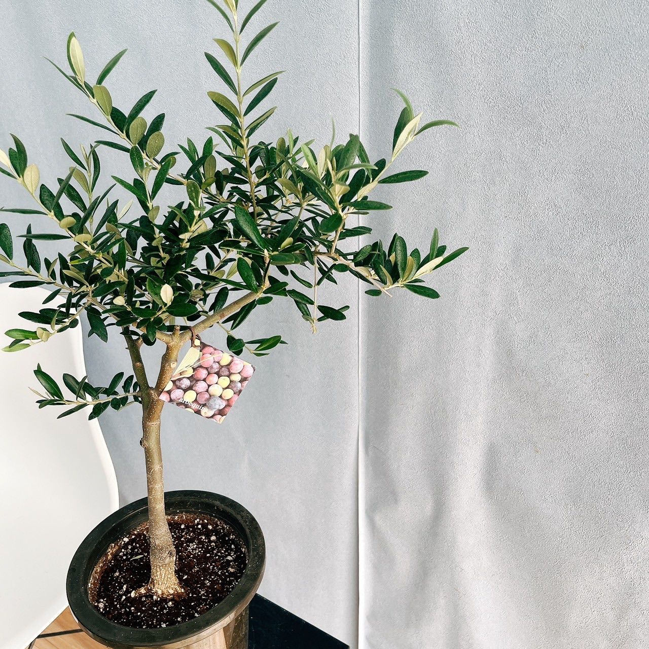 現品］【希少】 17番 オリーブ アルベキーナ 6号 観葉植物 レア