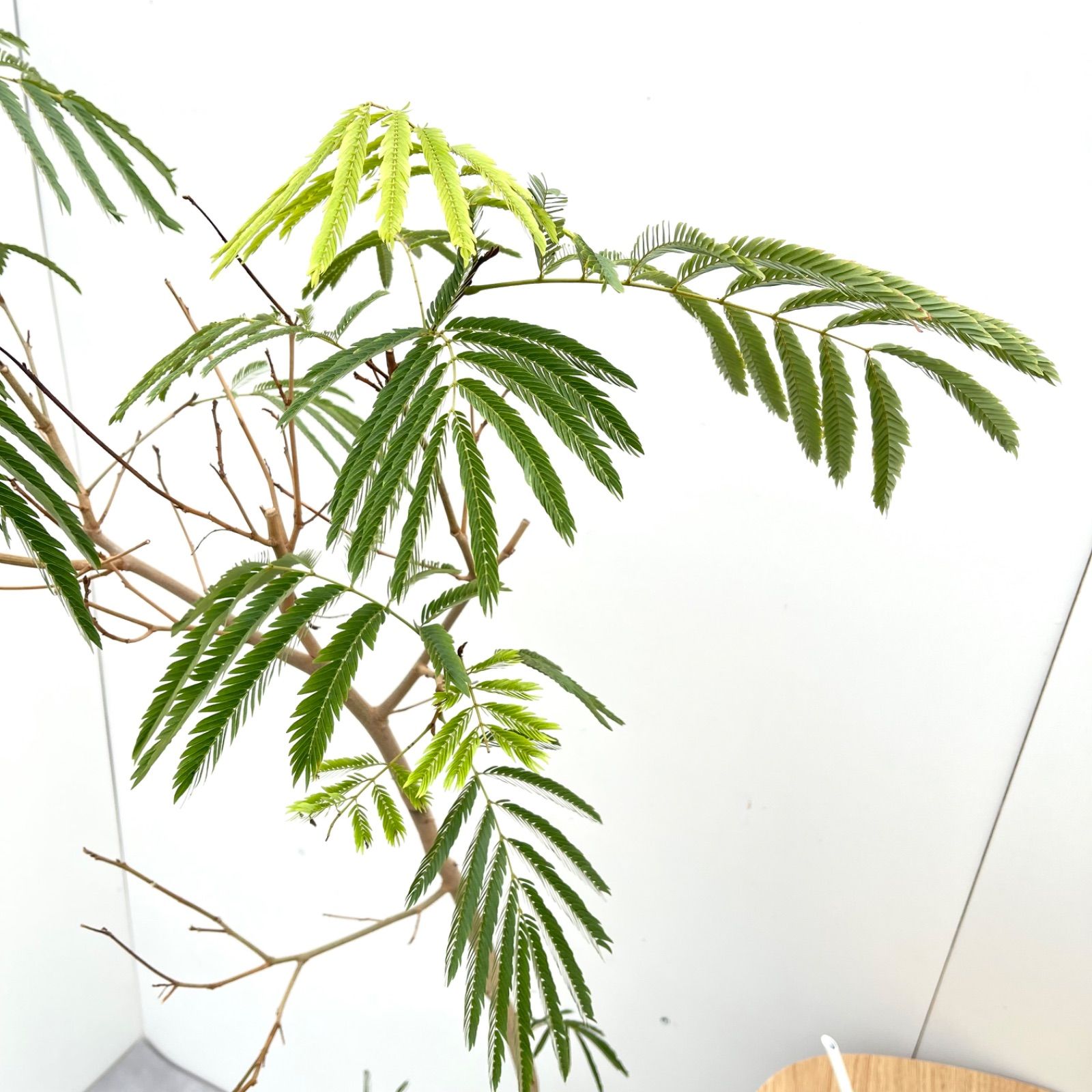 エバーフレッシュ 曲がり 9【現品】観葉植物 大型 室内 【公式通販】