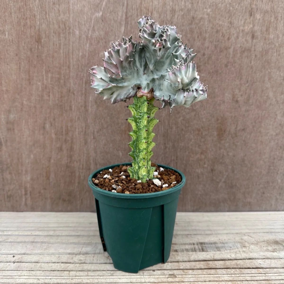 美形】ユーフォルビア マハラジャ Euphorbia lactea 帝錦 夕焼けサンゴ 接ぎ木 接木 現品 観葉植物 観葉 植物 珍奇植物 珍奇  珍しい レア 希少 多肉植物 多肉 カクタス おうち時間 グリーン アートプランツ - メルカリ