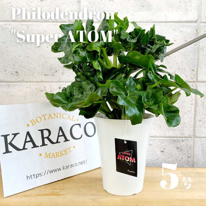 斑入り フィロデンドロン・セローム 5号鉢