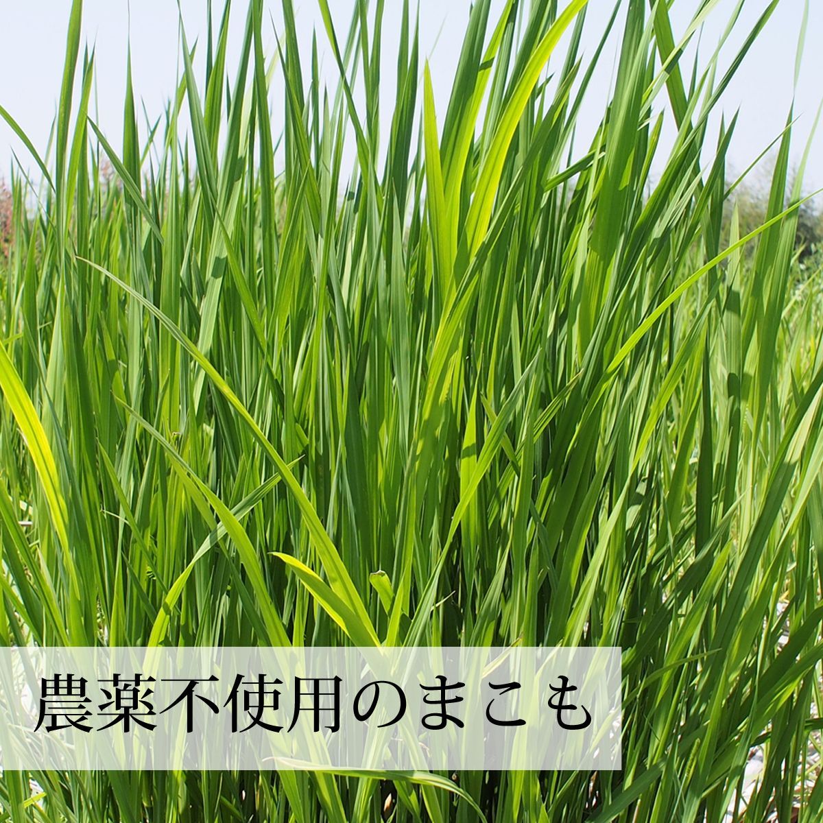 おすすめ
