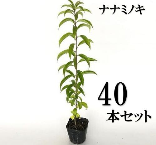 40本セット ナナミノキ樹高0.3m前後10.5cmポット