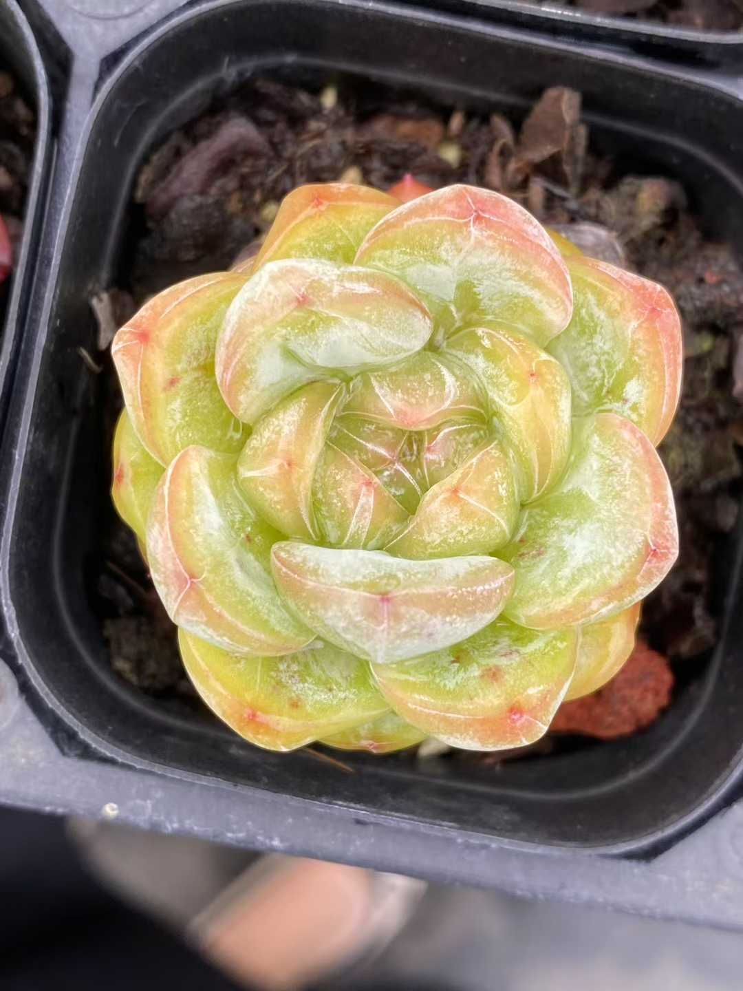 イエロースター