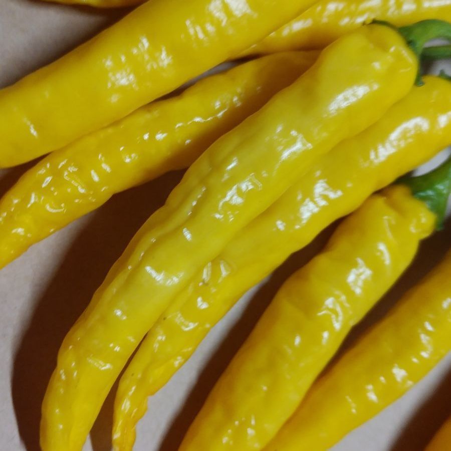 メルカリshops 激辛 黄金唐辛子 半乾燥 150本