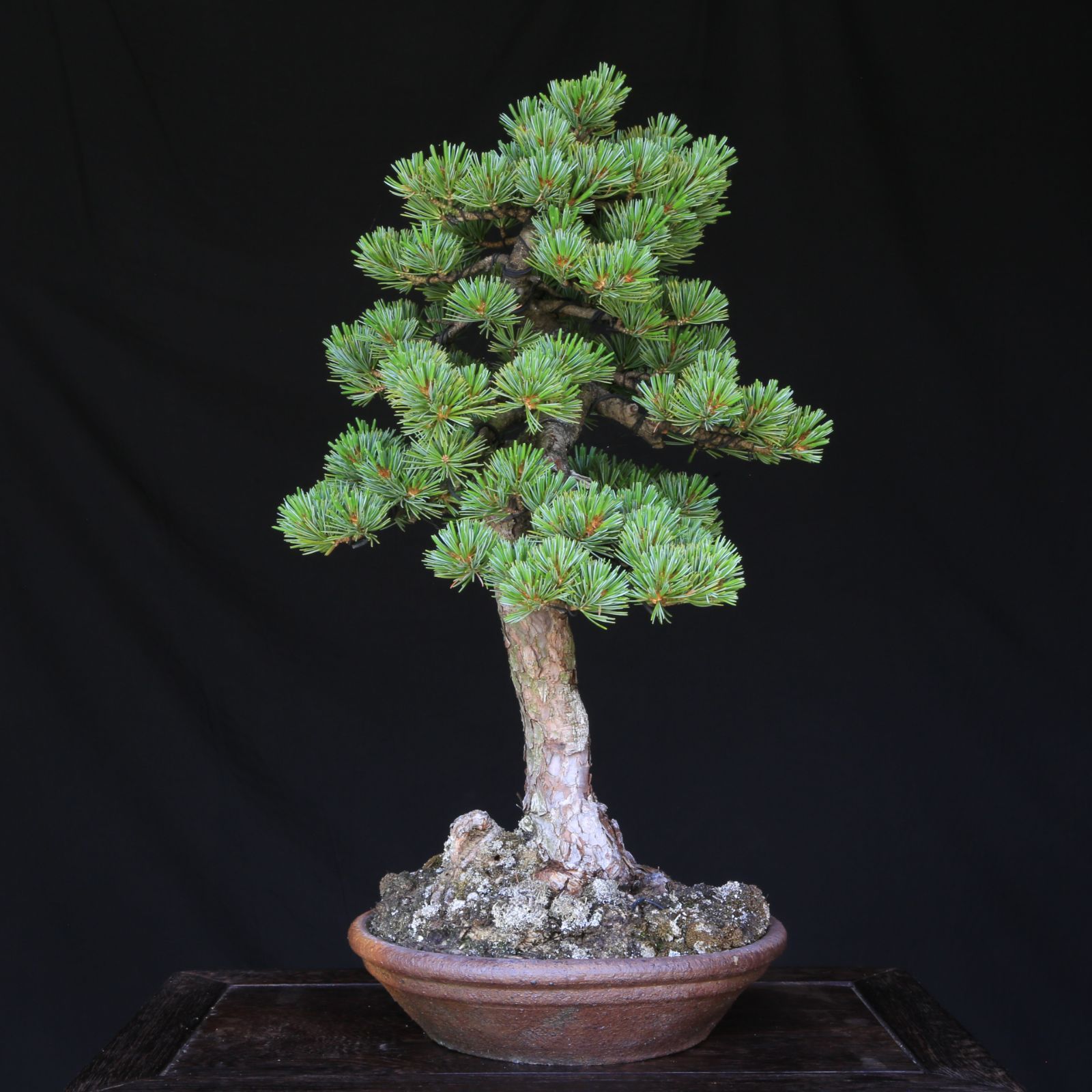 盆栽 五葉松（宝来）樹高鉢底より約19cm 盆栽 五葉松（宝来）樹高鉢底より約19cm 樹齢7年 五葉松の盆栽と