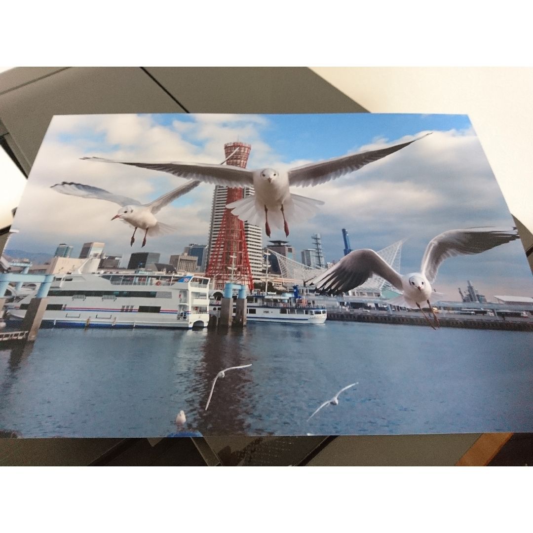 みなと神戸に咲く華 「ユリカモメ」 A3サイズ光沢写真横  写真のみ  送料無料 7hh7wt7v.jpg