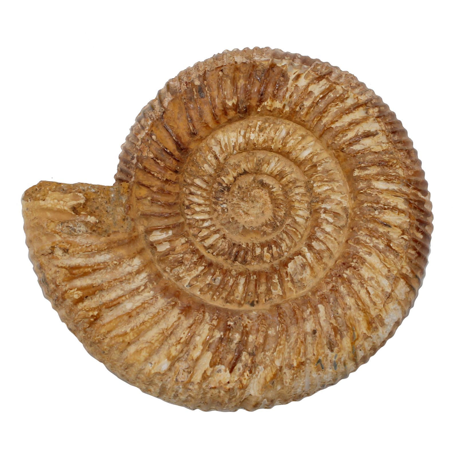 アンモナイト　化石　鉱石　希少　インテリア 札幌【特大 希少 アンモナイト 化石 幅約40cm 縫合線】パワーストーン