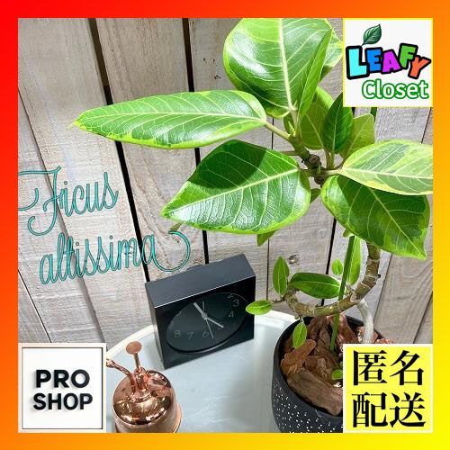 【現品】フィカス・アルテシーマ　曲がり　5号ポット　（1） 多肉植物 サンスベリア ベラ 5号鉢 高さ約54cm セメントポット 鉢植え ガーデニング DIY 観葉植物 珍しい 鉢植え 室内 育て易い 誕生日  記念日 ギフト プレゼント 新築祝い 開店祝い【現品発送】 | 観葉植物,種類,サンスベリア,小型 | Green Style Produce  e-RAN ...