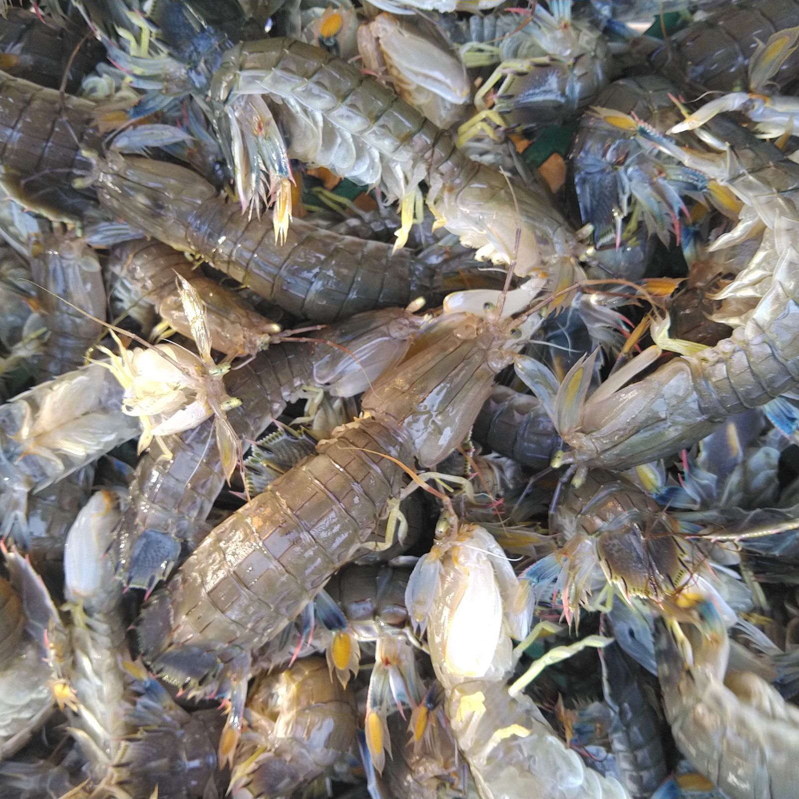 活梱包「海水ごと輸送！蝦蛄海老 1ｋｇ（20-32匹）シャコエビ しゃこえび シャコ刺身 蝦蛄刺身 刺し身 シャコの寿司に ボイルシャコに 漁師直送 活きて到着の可能性あり 活魚【100】