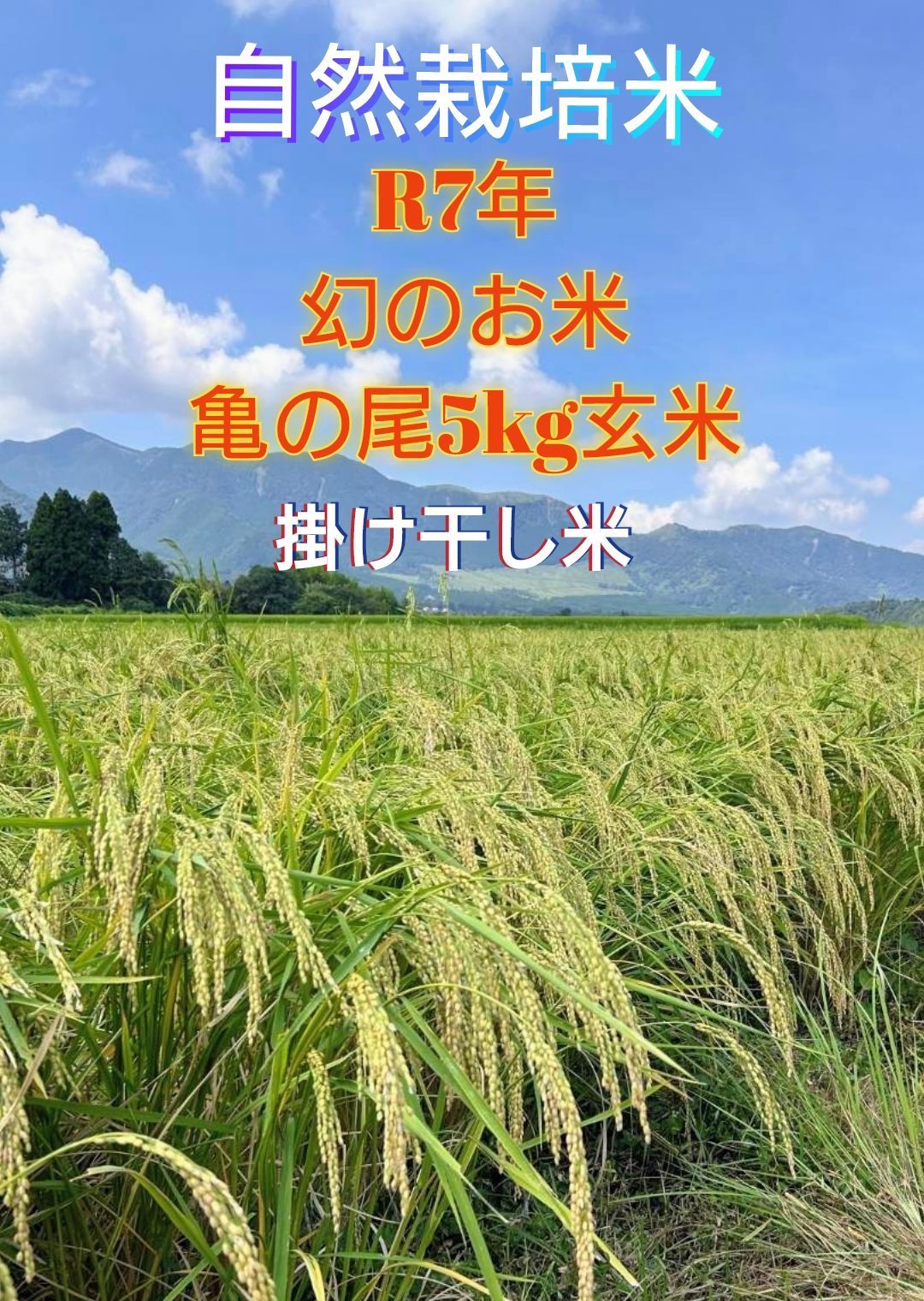 令和7年 自然栽培米 掛け干し亀の尾5kg玄米