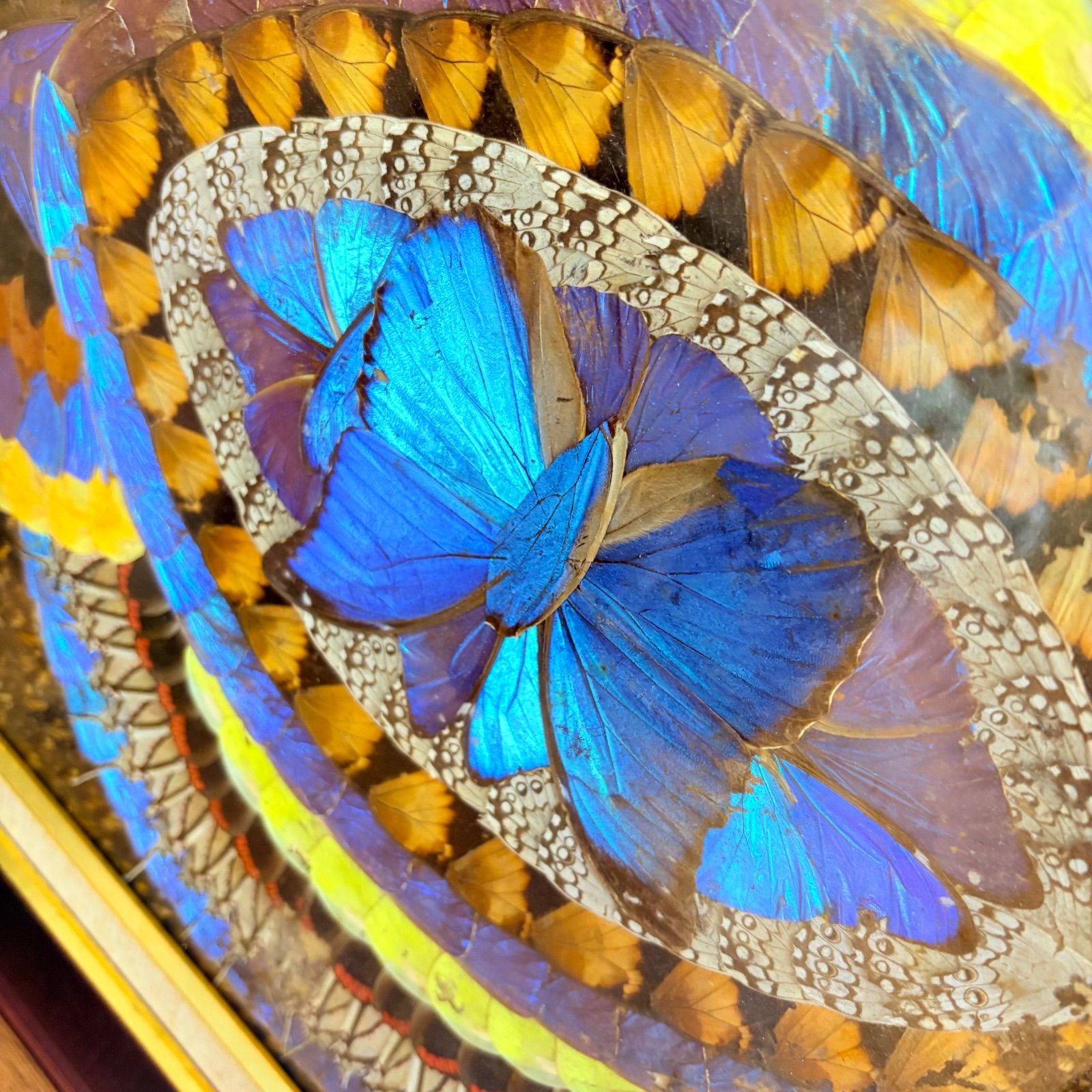 インテリア　モルフォ蝶の羽　アート作品　パネル　740×560 mm 蝶 羽根アート モルフォ蝶 額縁付き 高級インテリア 幻想的ブルー