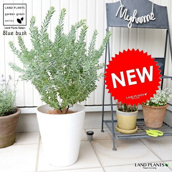 伊藤剛俊 白 鉢 伊藤剛俊 白 鉢 伊藤 剛俊 | 茨城県陶芸美術館デジタル