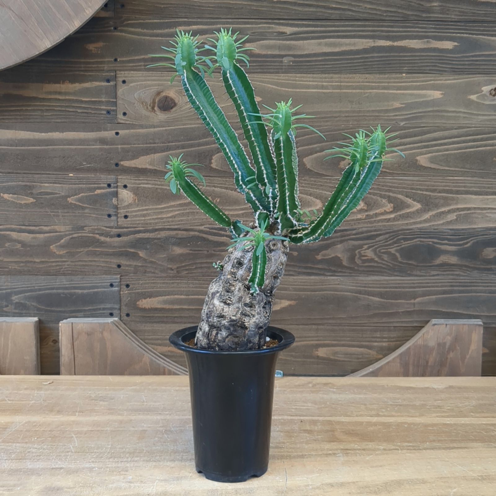 ユーフォルビア ムランジーナ【 稀有 】早いもの勝ち 鉢のまま