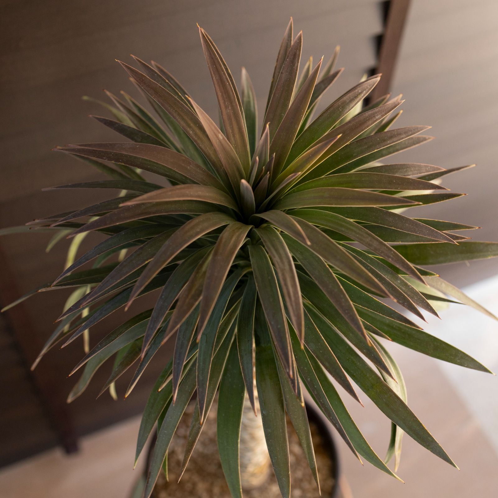 ユッカ デスメティアーナ 7号 Yucca Desmetiana ヤシ 幹立ち 0424BR ユッカ デスメティアーナ 7号 Yucca Desmetiana ヤシ 幹立ち 0424BR