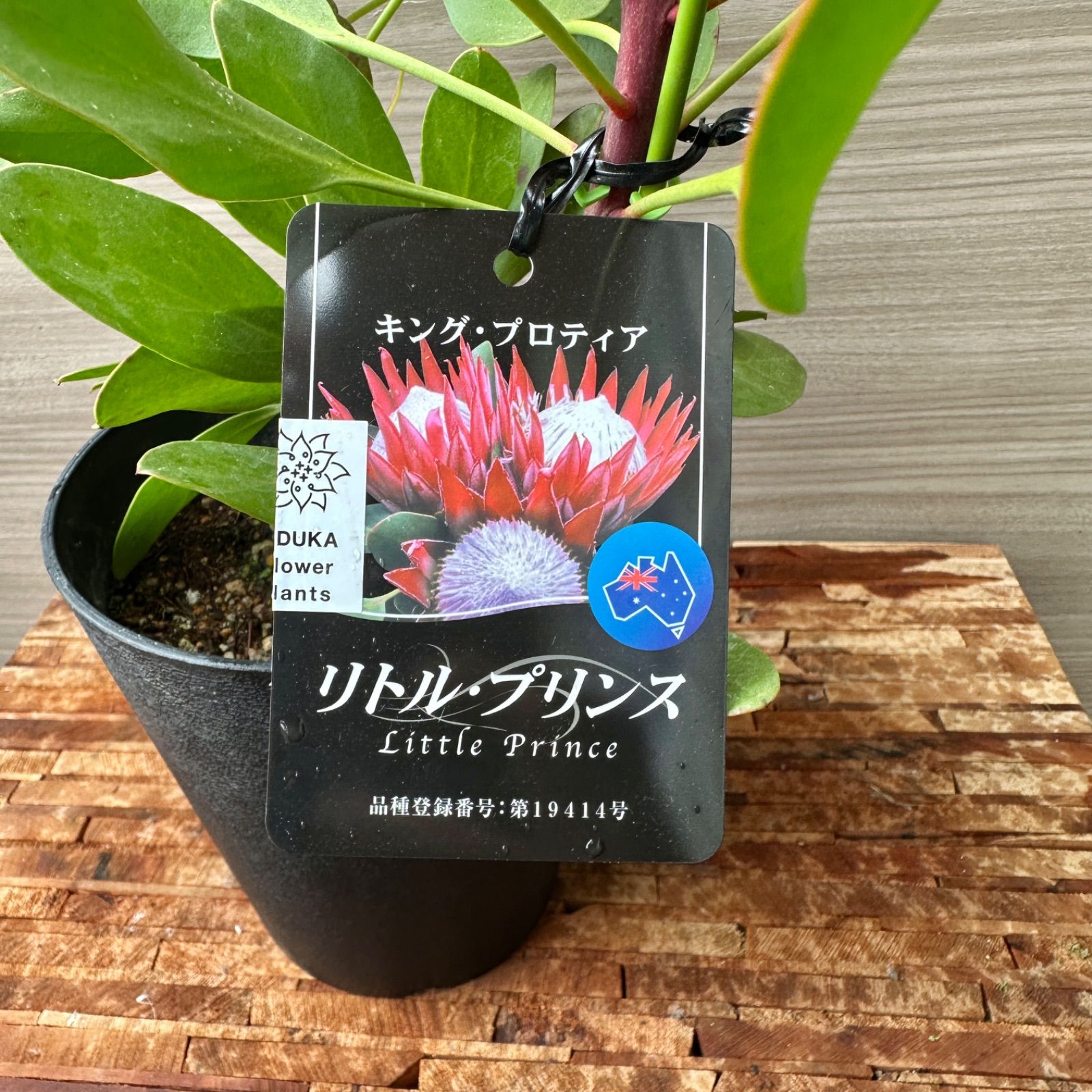 プロテア　リトルプリンス　5号　オージープランツ　花　苗　観葉　2輪 プロテア：リトルプリンス 5号 の通販 | 園芸ネット