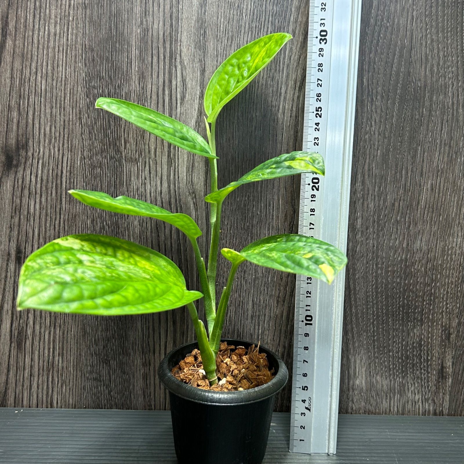 観葉植物 モンステラ デリシオーサ 抜き苗 長め