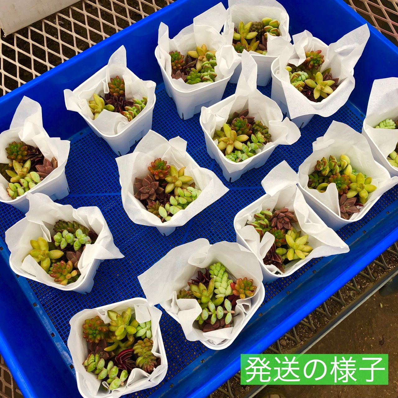 メルカリ便発送‼︎　レイオブライト　変わり斑 4株カット苗 多肉植物 カット苗 - メルカリ