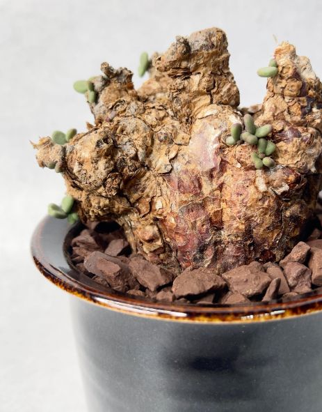 ケラリア ピグマエア 塊根植物 微発根済み コーデックス - メルカリ