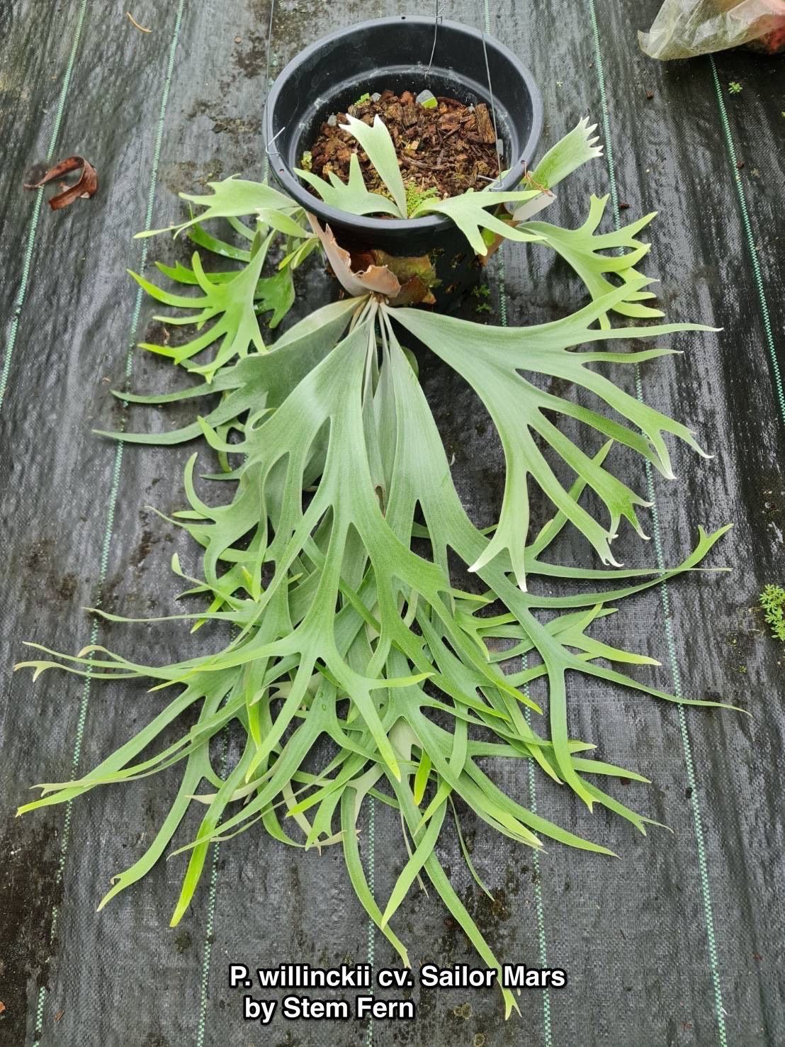 ビカクシダP. willinckii Aysun'月神' spore P. フラワー