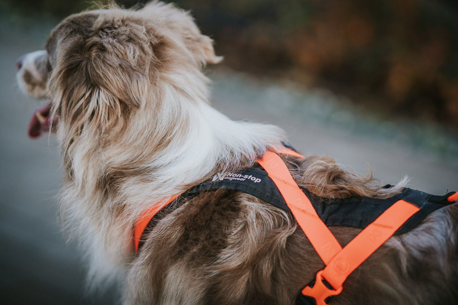 dogwear