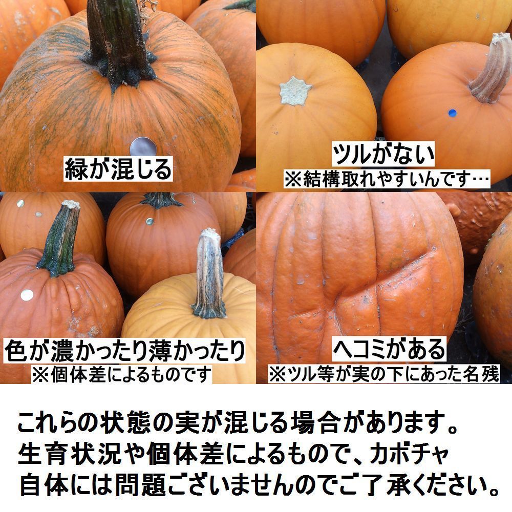 dengon様専用】ハロウィンかぼちゃ 本物 ハロウィン ジャックオー