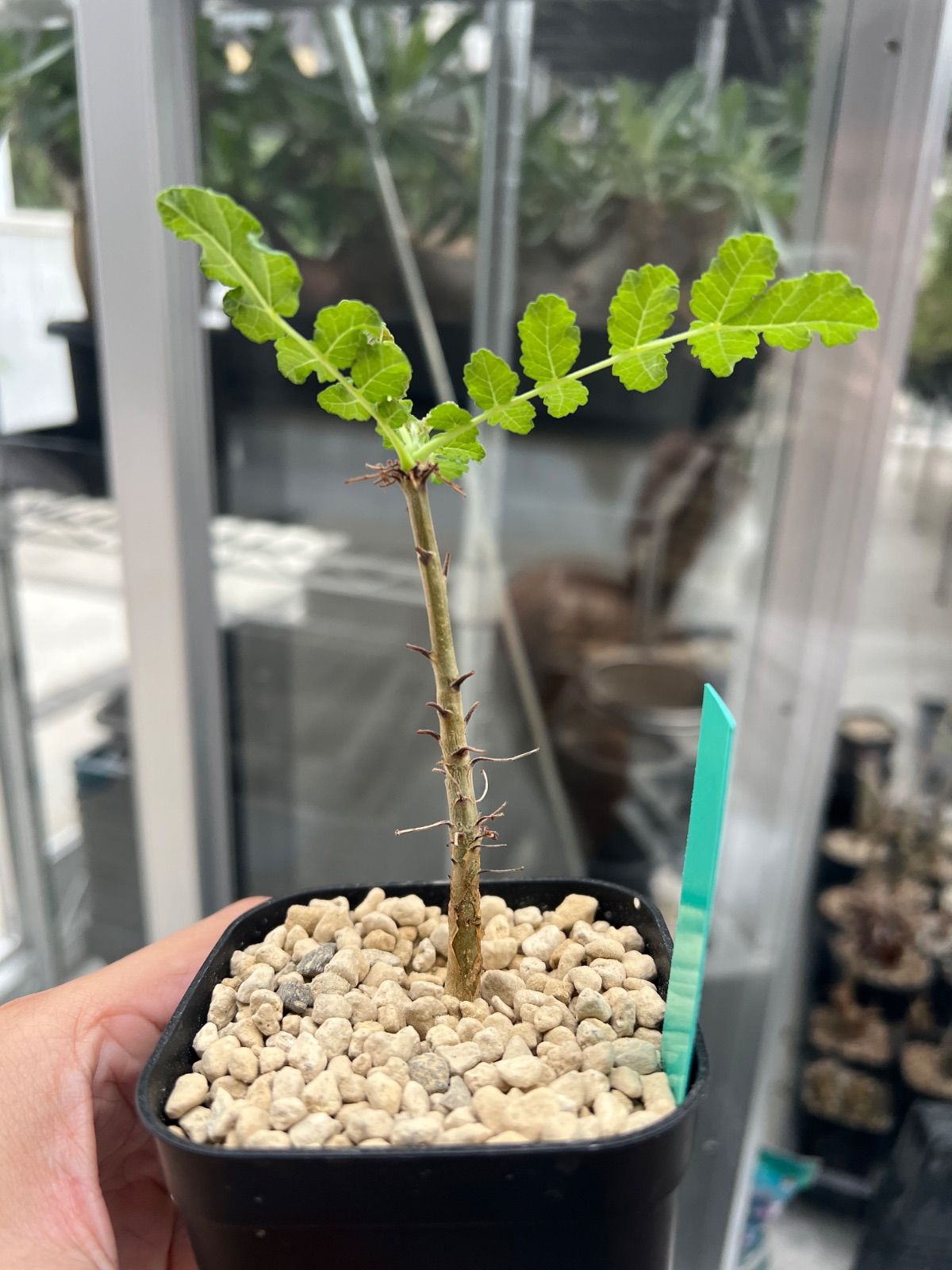 ボスウェリアサクラ 実生　1 ボスウェリア サクラ (実生苗)「 Boswellia Sacra」4/12-279 | SH